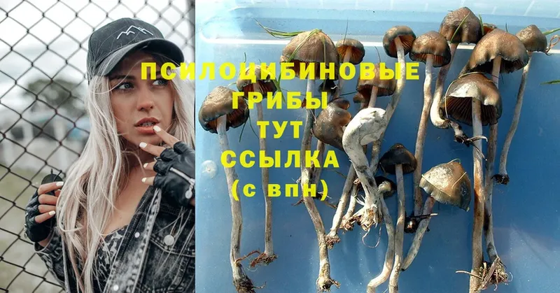 купить наркотики сайты  МЕГА как войти  Галлюциногенные грибы Cubensis  Порхов 